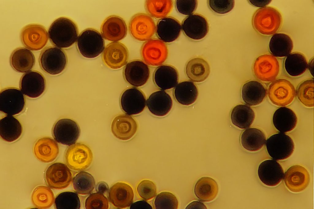 Peptide Design